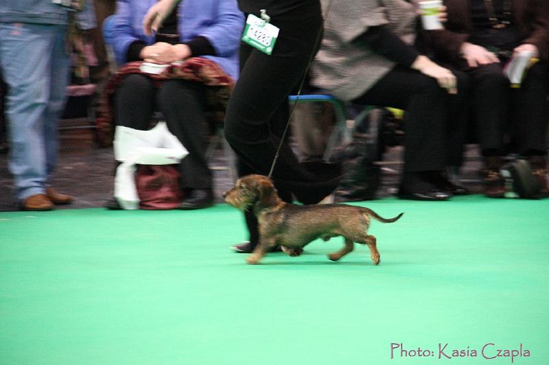 Crufts2011_2 763.jpg